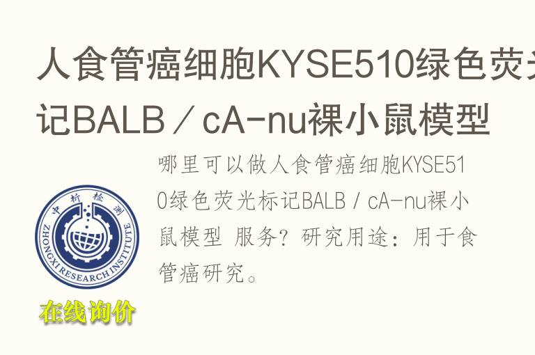 人<font color='red'>食管癌</font>细胞KYSE510绿色荧光标记BALB／cA-nu裸小鼠模型